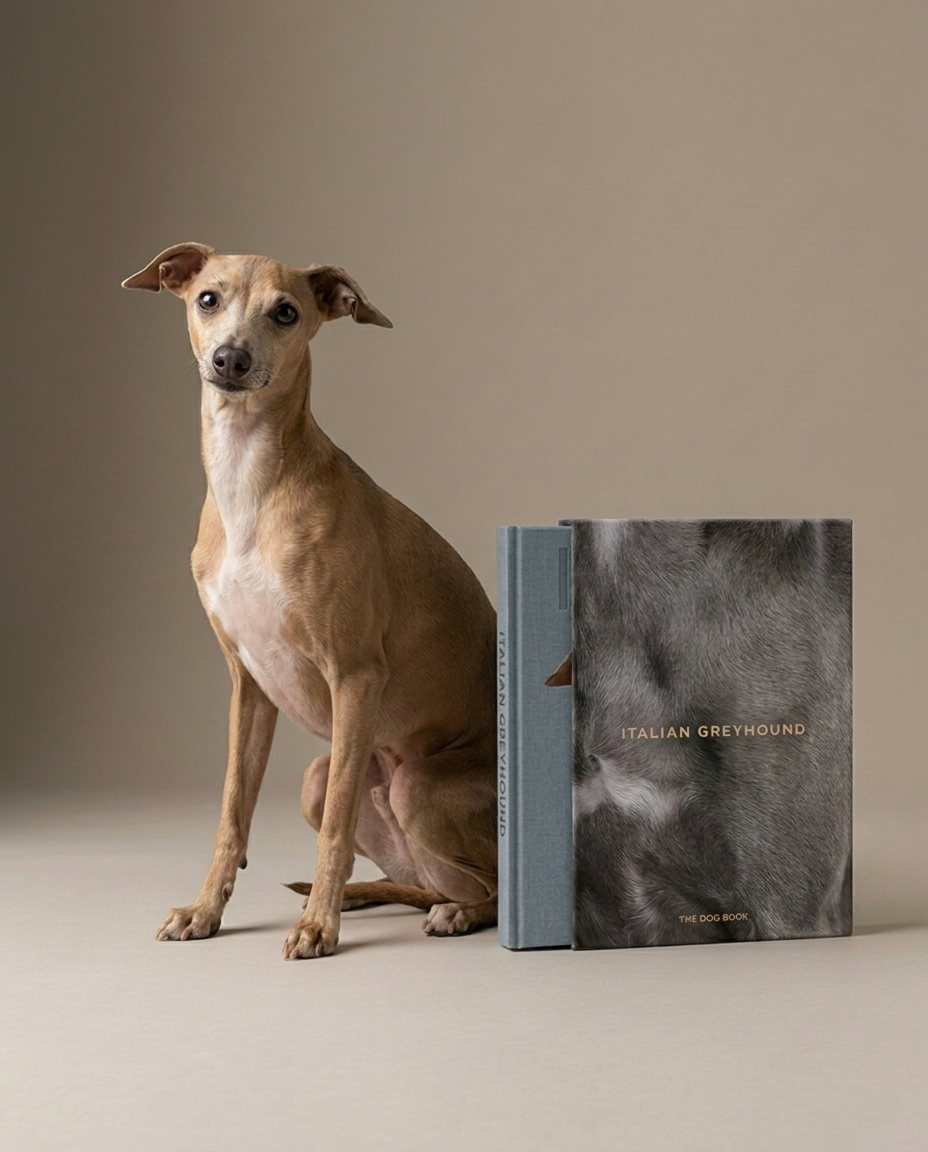Italian Greyhound
