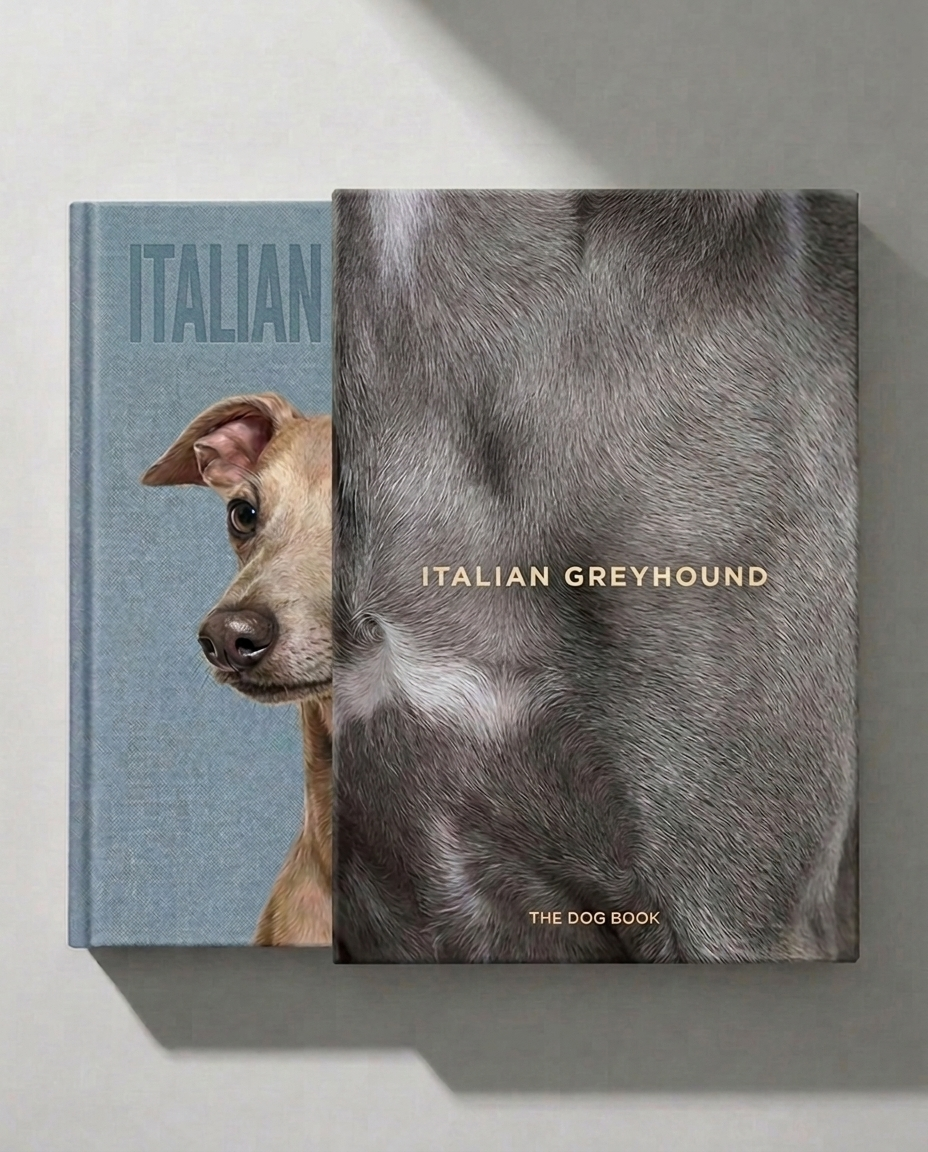 Italian Greyhound