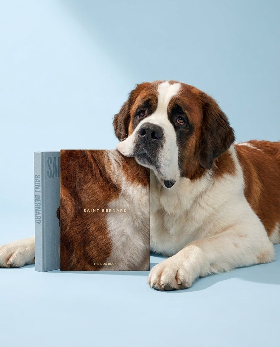 Saint Bernard