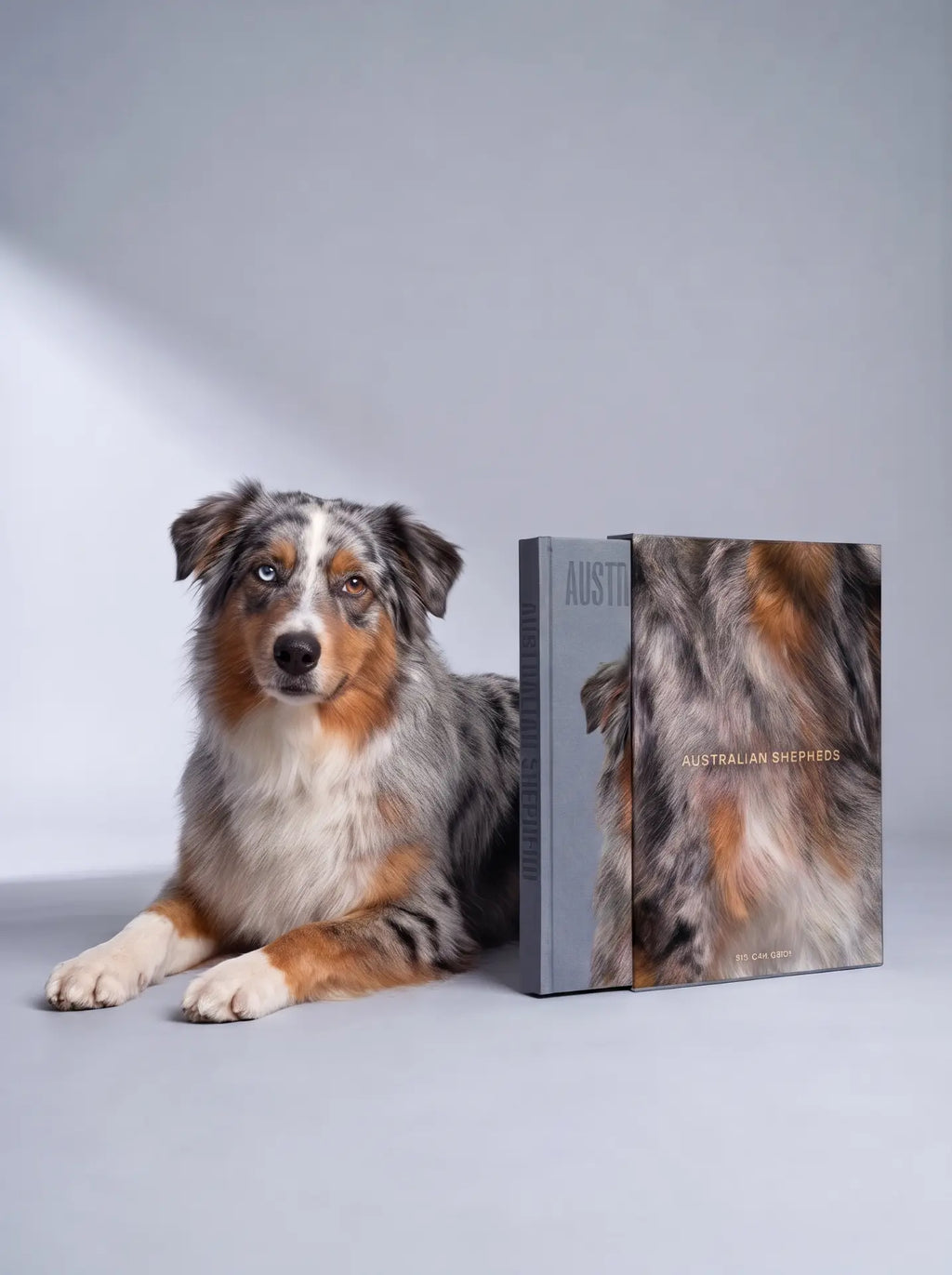 Australian Shepherd