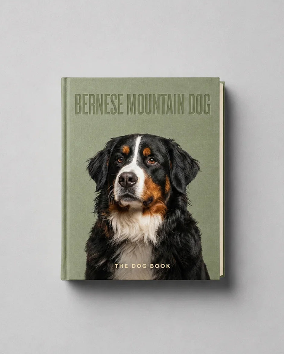 Bernese Mountain