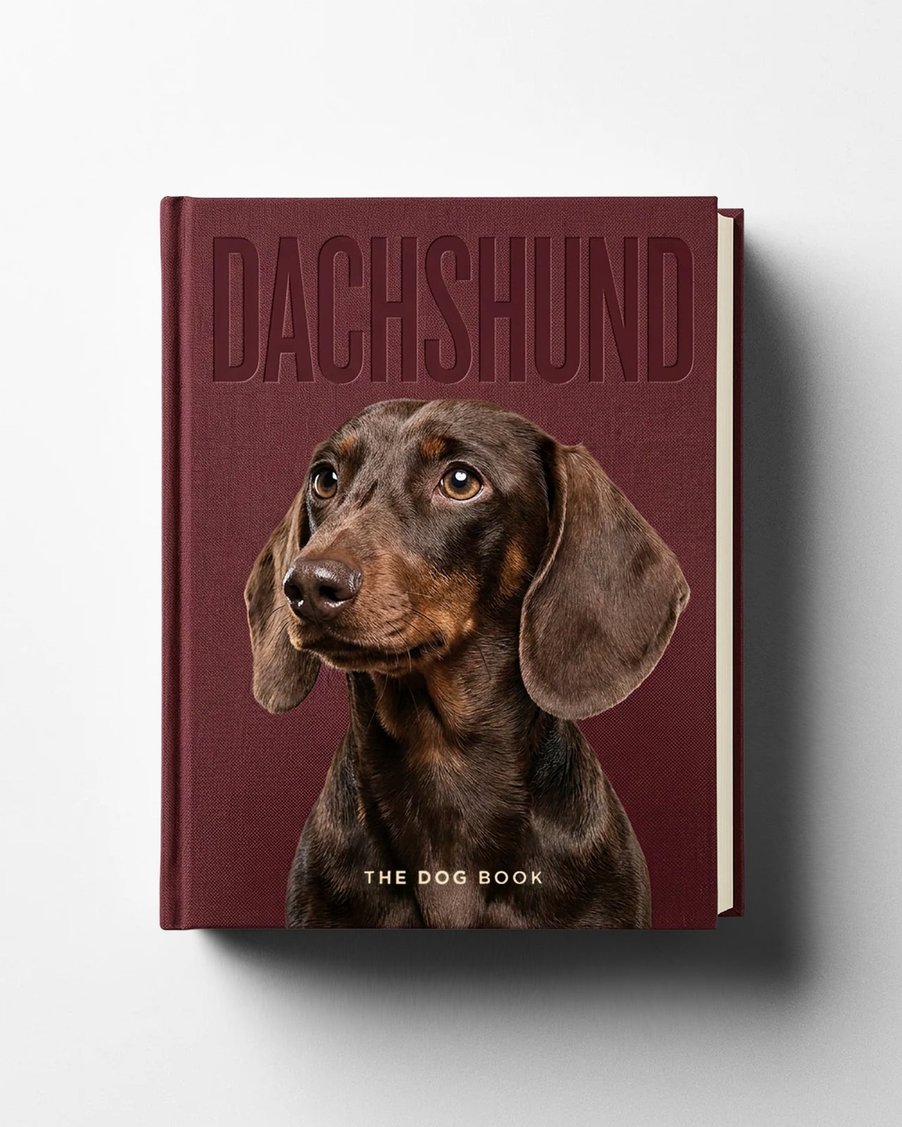Dachshund