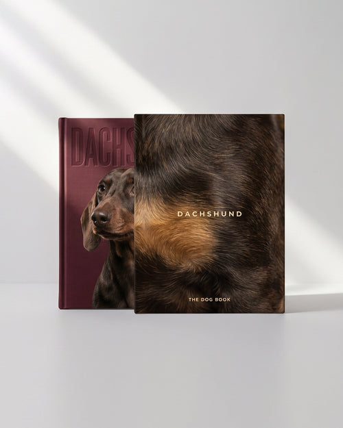 Dachshund