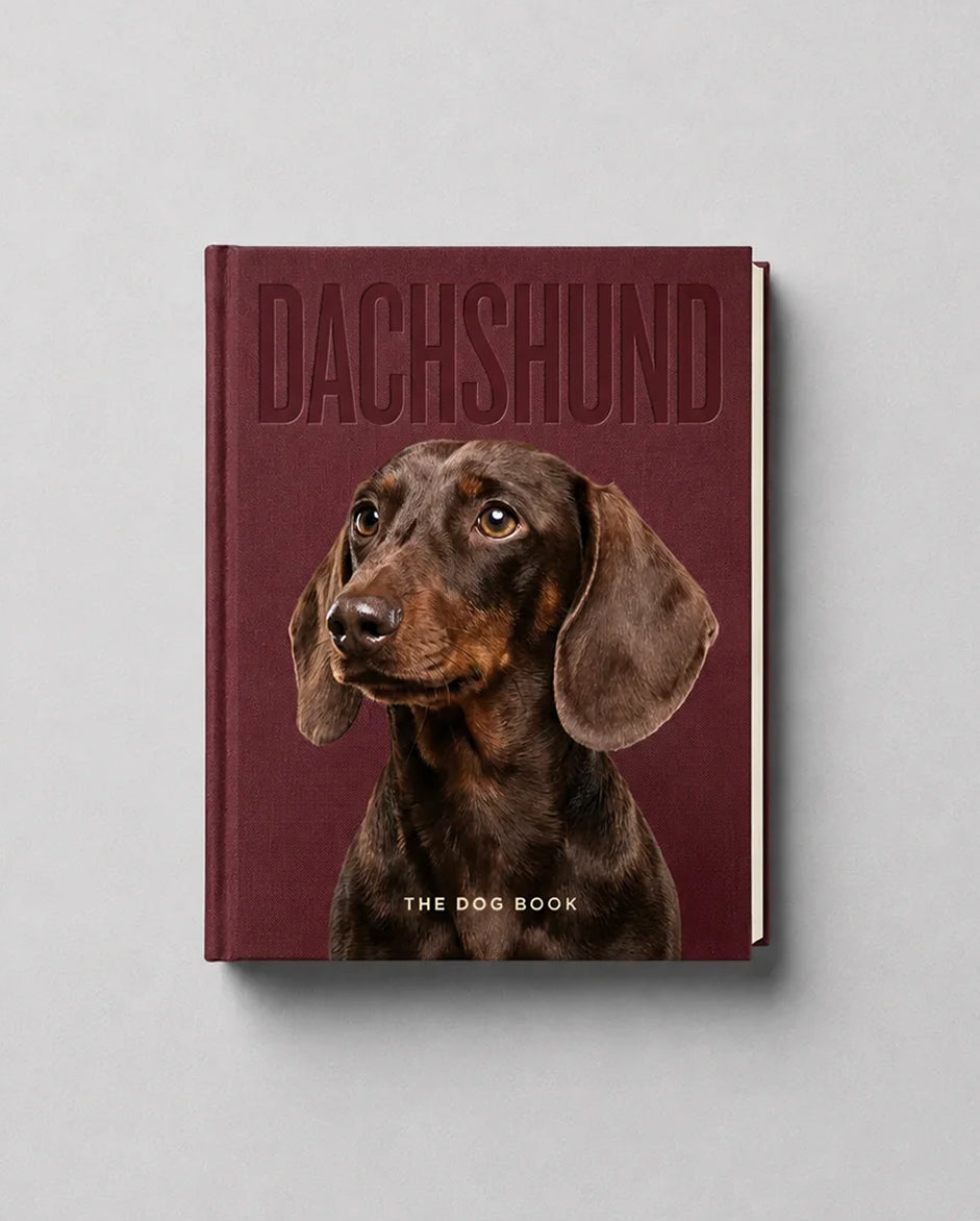 Dachshund