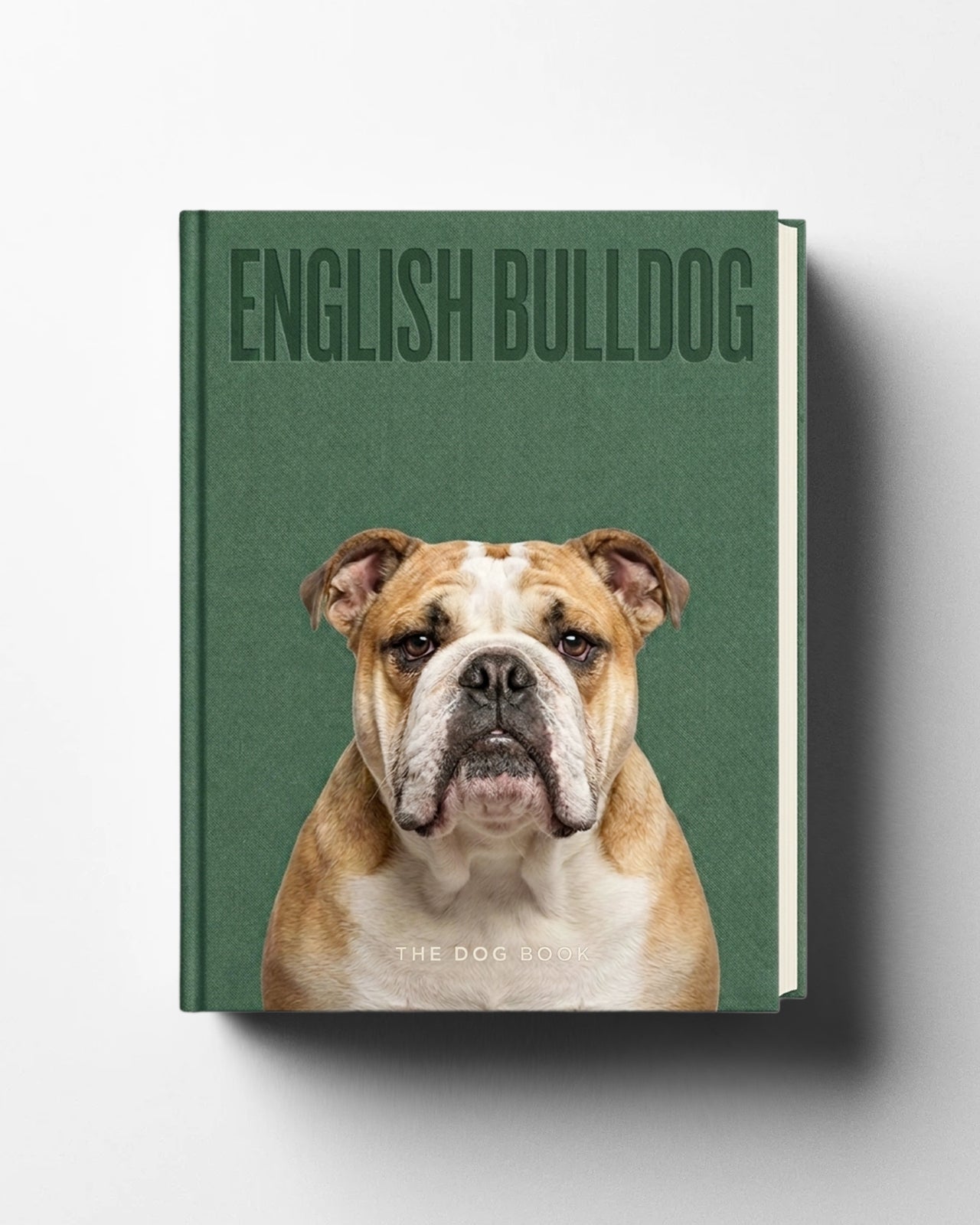 English Bulldog