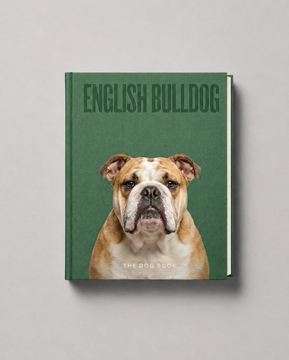English Bulldog