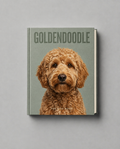 Goldendoodle